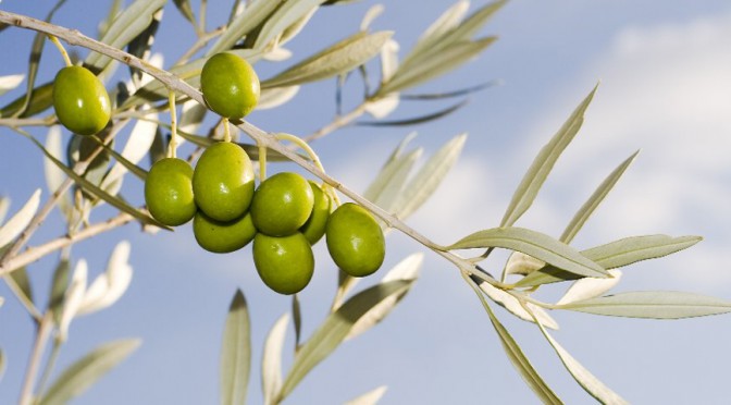 Capitanich recibió a referentes de la olivicultura de todo el país