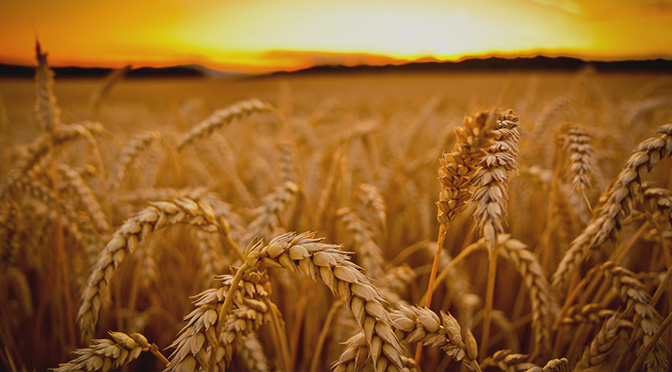 El trigo gana terreno y vuelve a pisar fuerte