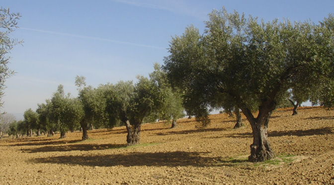 Juan Pablo Carrera: “Rivadavia es una zona privilegiada para el cultivo de muy buenos olivos”