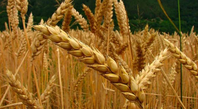 2016, año de recuperación del trigo y girasol