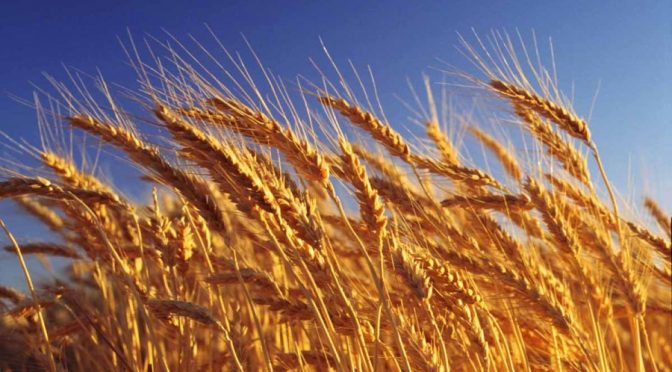 En el primer bimestre del año las exportaciones de trigo crecieron un 98%
