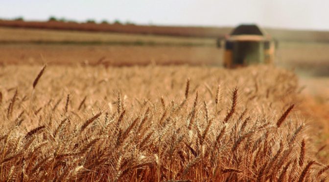 Agricultura: Proyecto a escala en economía real