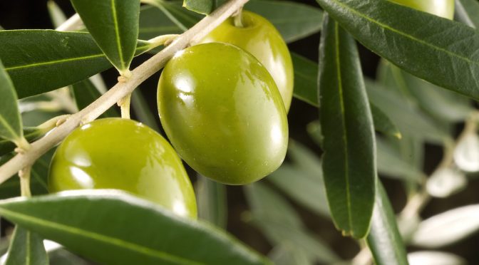 Variables claves de la olivicultura Argentina y Mendocina
