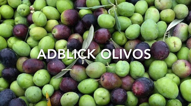 Proceso Cosecha Aceituna 2019 - ADBlick Olivos Finca Olivos