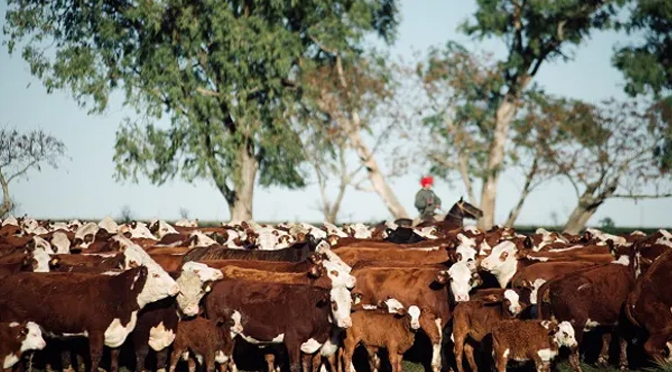 ¿Por qué puede ser un momento histórico para la ganadería en Argentina?