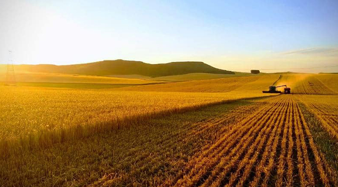 La voz de los expertos: las claves de éxito de un gigante de 860 mil hectáreas, una empresa familiar con un modelo único para el agro de la región, los modelos de negocio en el agro argentino.