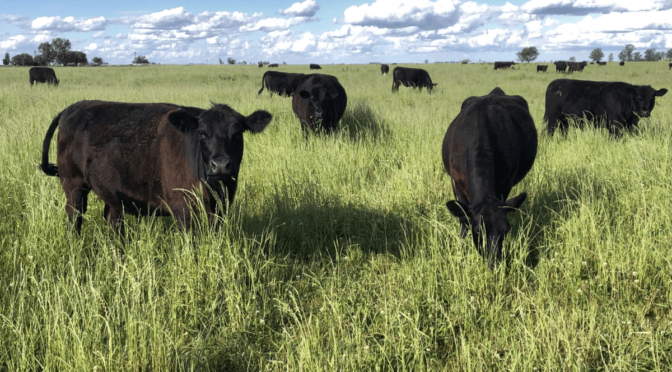Con mayor apertura comercial, la ganadería vuelve a atraer capital productivo